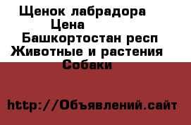 Щенок лабрадора . › Цена ­ 4 000 - Башкортостан респ. Животные и растения » Собаки   